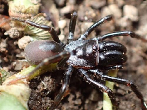 Réf. 270 340 : Atypus affinis